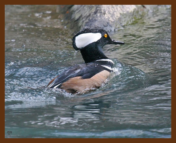 hooded merganser-2-27-09-4d635b.jpg