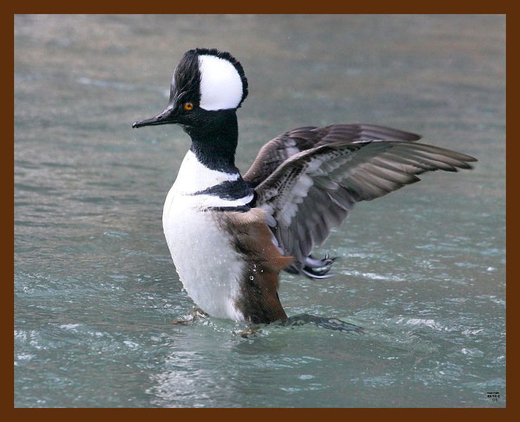 hooded merganser-2-27-09-4d633b.jpg