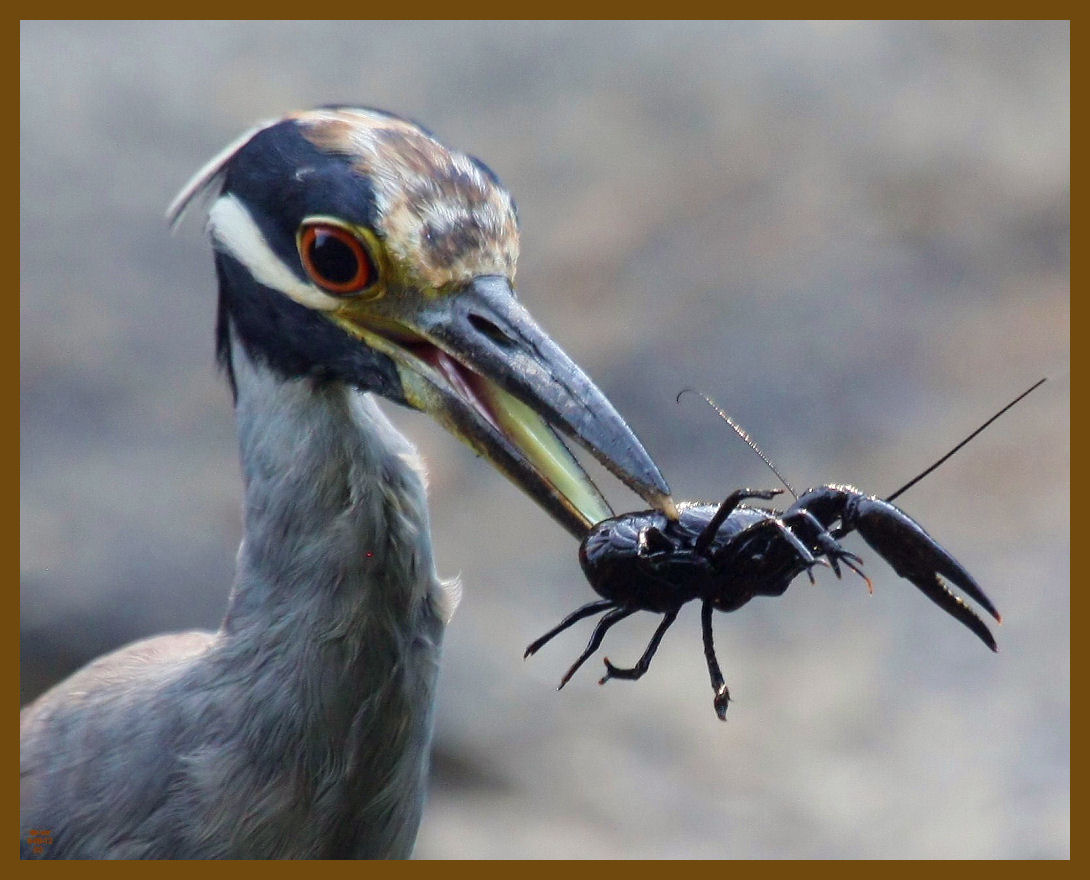 yellow crowned night heron-8-8-12-894b.JPG