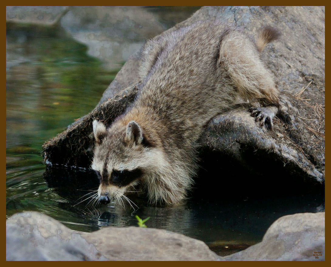 raccoon 8-10-12-773b.JPG