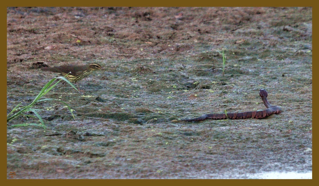 louisiana waterthrush-cottonmouth-9-7-12-062c2b.JPG