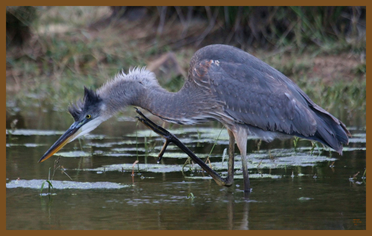 great blue heron-10-17-12-949c2b.JPG