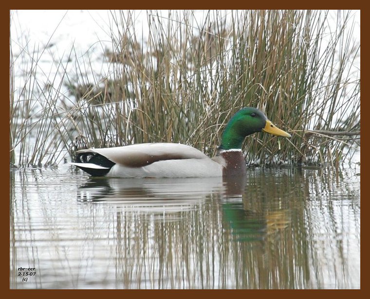 mallard 2-15-07 cl1b.jpg