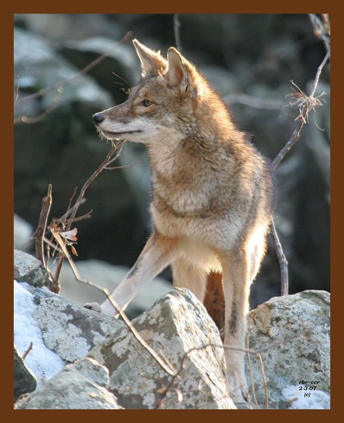 coyote 2-3-07 cl1b.jpg