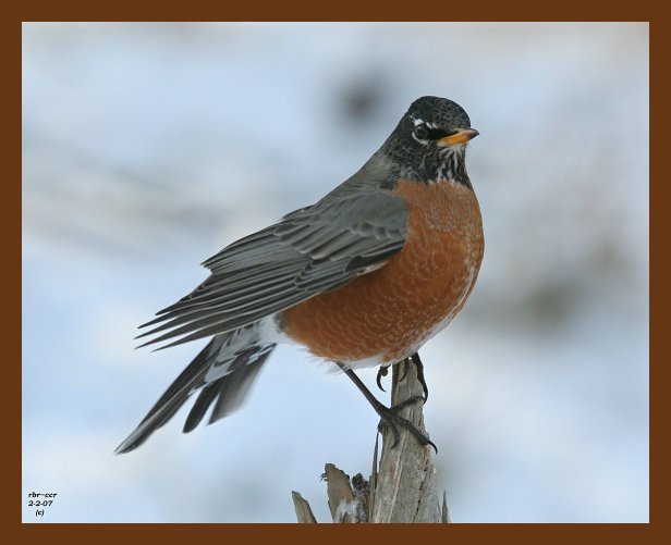 robin 2-2-07 cl2b.jpg