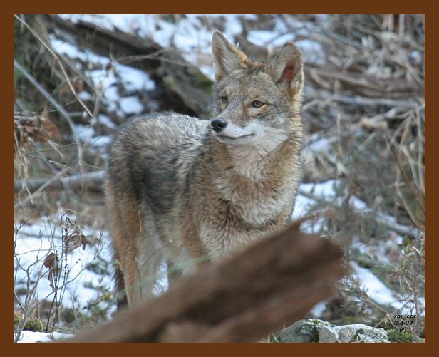 coyote 2-3-07 cl5c1b.jpg