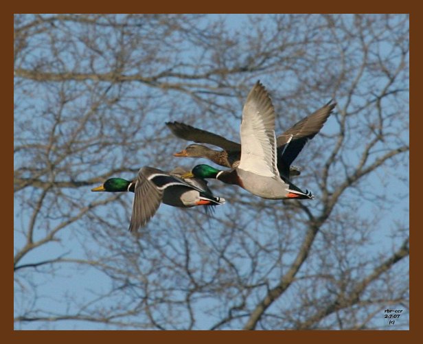 mallards 2-7-07 cl1b.jpg