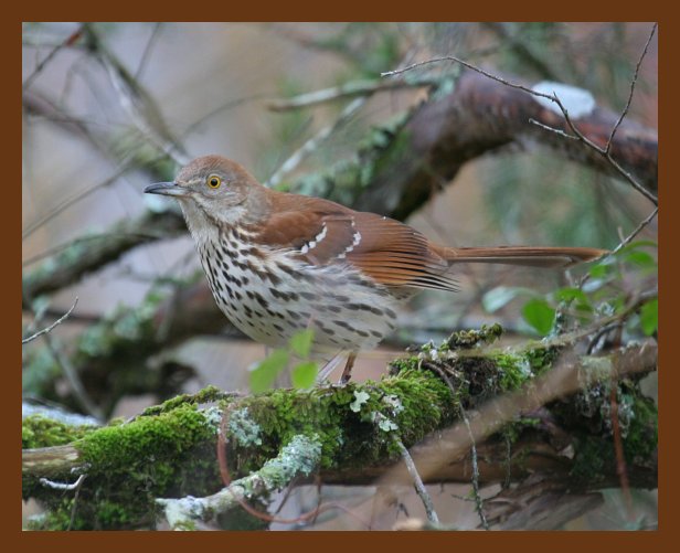 brown-thrasher 1-20-07 cl1cps.jpg