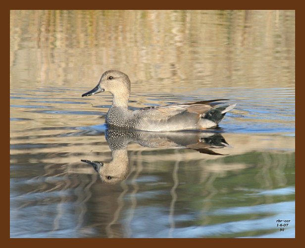 ducks gadwall 1-6-07 cl3cps.jpg