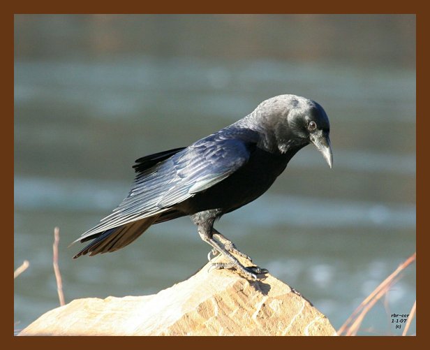 crow 1-1-07 cl3cps.jpg