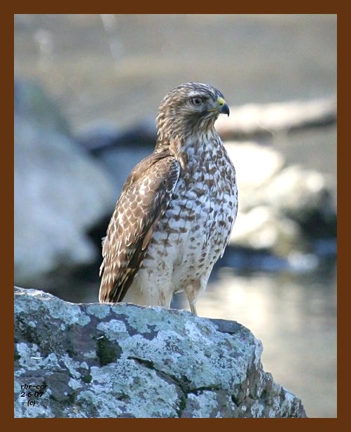 red-tail hawk 2-6-07 cl4b.jpg