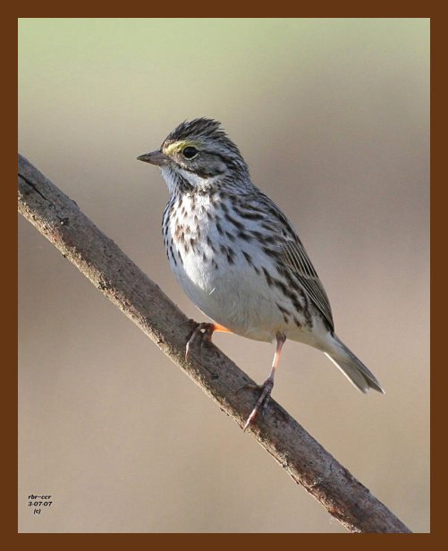 savannah sparrow 3-7-07 cl3b.jpg
