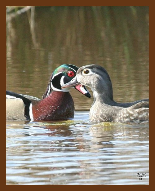wood-ducks 3-7-07 cl3b.jpg
