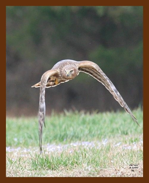 marsh hawk harrier 3-13-07 cl2b.jpg