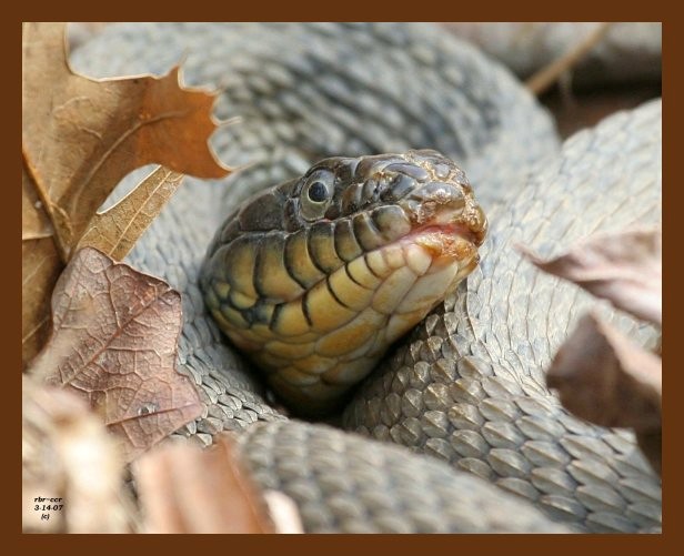 watersnake yellowbelly 3-14-07 cl7b.jpg