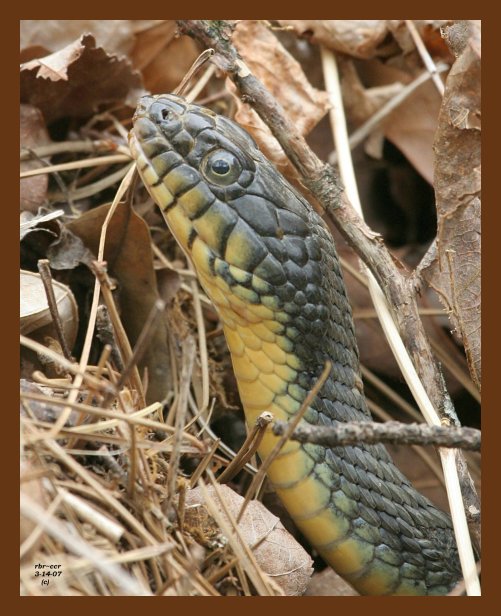 watersnake yellowbelly 3-14-07 cl2b.jpg