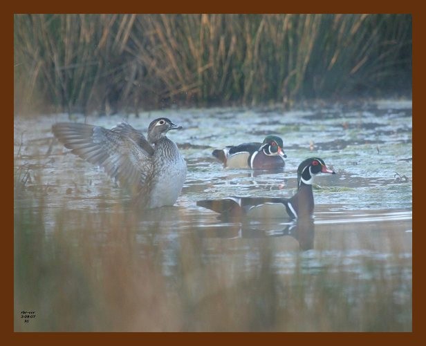 wood-ducks 3-8-07 cl4b.jpg