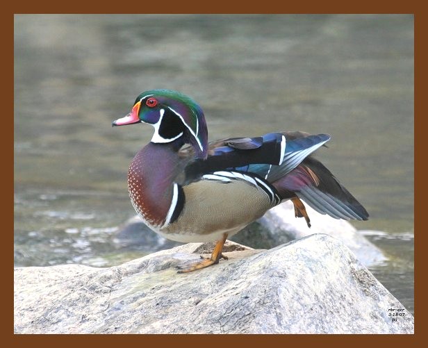 wood-duck 3-18-07 cl6b.jpg
