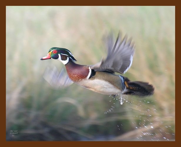 wood-duck 3-18-07 cl2b.jpg
