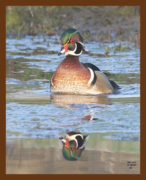 wood-duck 3-18-07 cl4b.jpg