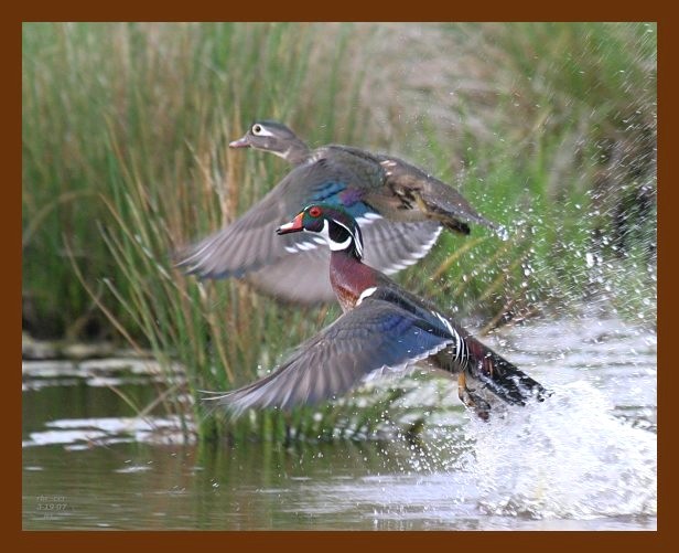 wood-ducks 3-19-07 cl2b.jpg