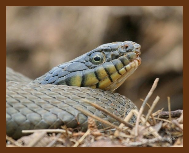 watersnake yellowbelly 3-20-07 cl1b.jpg