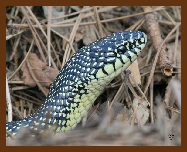 speckled kingsnake 3-22-07 cl4b.jpg
