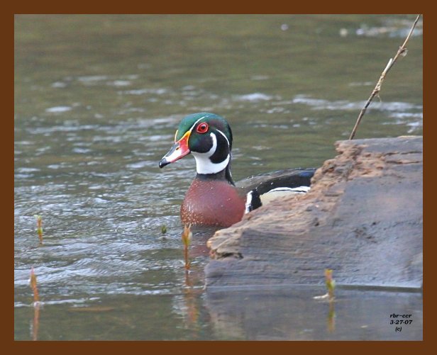 wood duck 3-27-07 cl1b.jpg