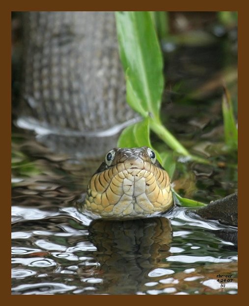 watersnake-yellowbelly 4-24-07 cl4b.jpg