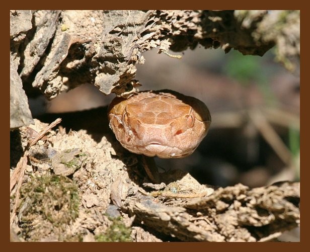 copperhead 4-2-07 cl2b.jpg