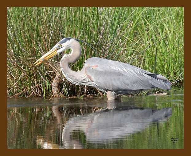 heron-great blue 4-30-07 cl2b.jpg