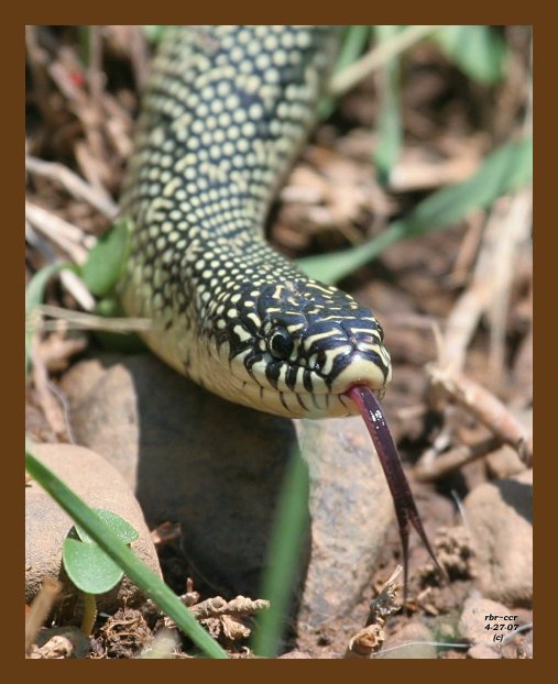 kingsnake 4-27-07 cl1b.jpg
