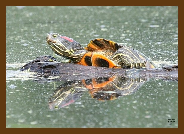 turtle-red-ear slider 5-15-07 4c2cb.jpg