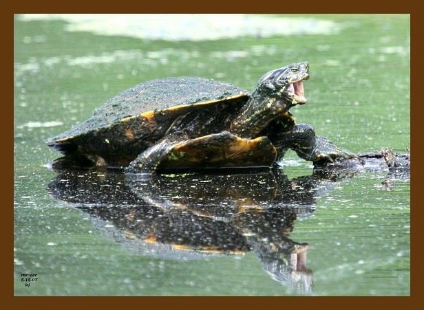 turtle-cooter 5-15-07 4c1cb.jpg