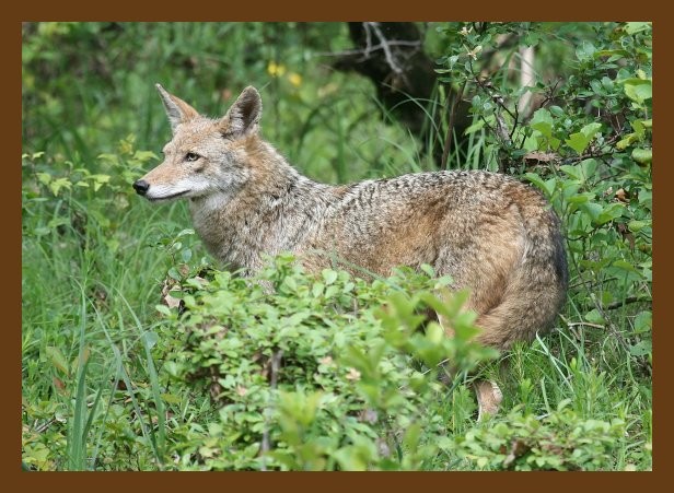 coyote 5-21-07 4c5cb.jpg