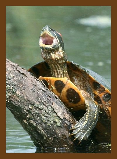 turtle-red-ear slider 5-26-07 4c1cb.jpg
