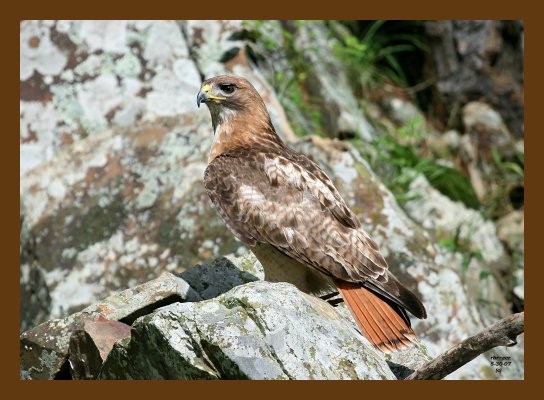 hawk red-tail 5-30-07 4c2cb.jpg