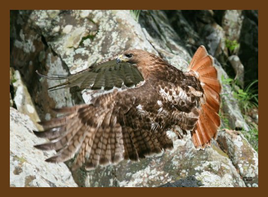 hawk red-tail 5-30-07 4c1cb.jpg