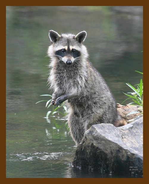 raccoon 6-14-07 4c4cb.jpg