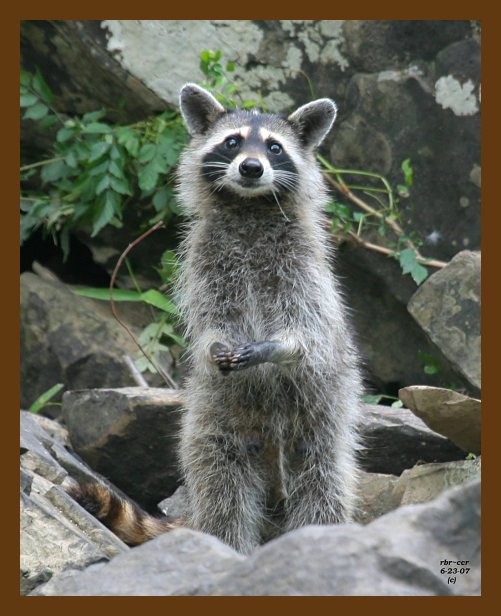 raccoon 6-23-07 4c2b.jpg