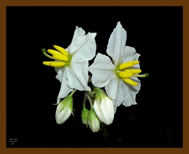horse nettle 6-21-07 oly2b.jpg