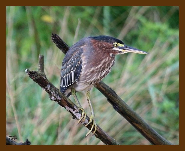 heron-green 7-30-07 4c7b.jpg