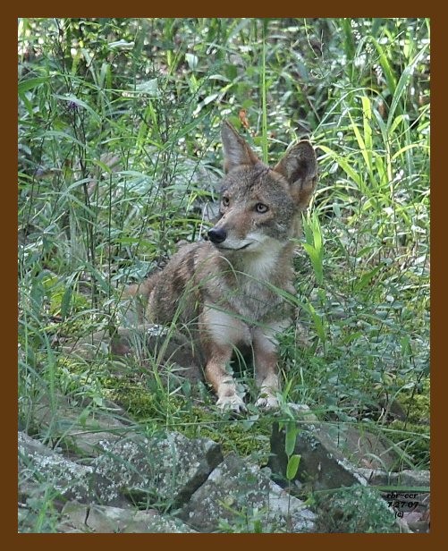coyote 7-27-07 4c1cb.jpg