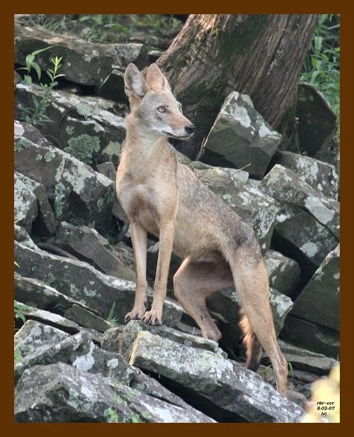 coyote 8-2-07 4c2b.jpg