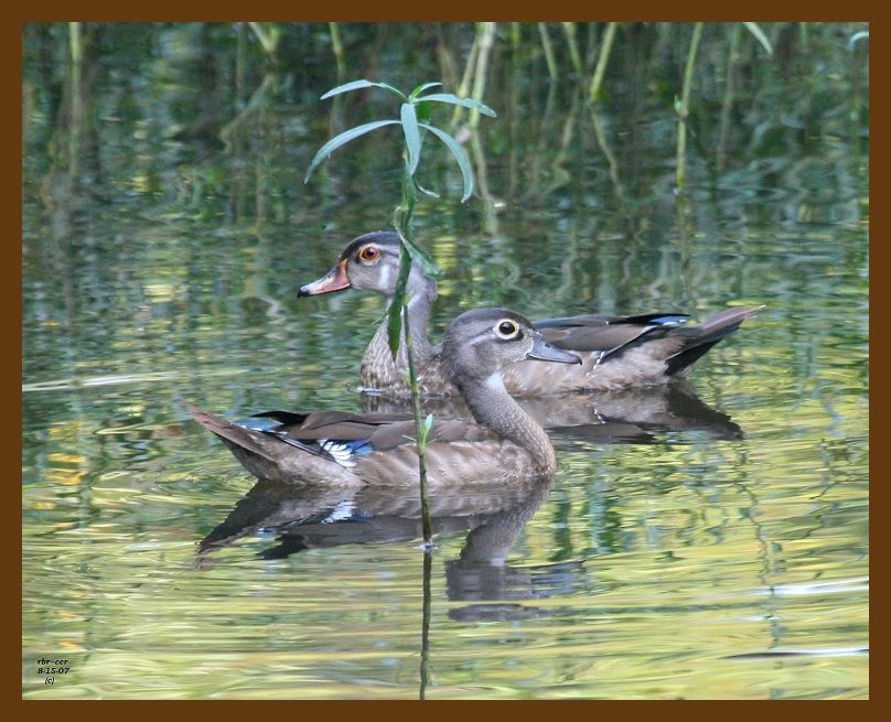 wood-ducks 8-15-07 4c2b.jpg