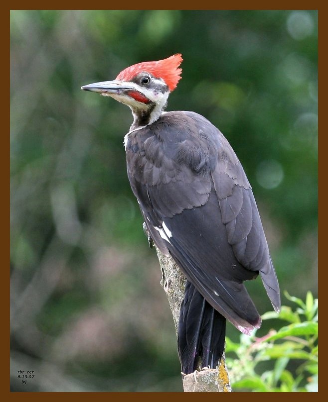 pileated woodpecker 8-19-07 4c5b.jpg