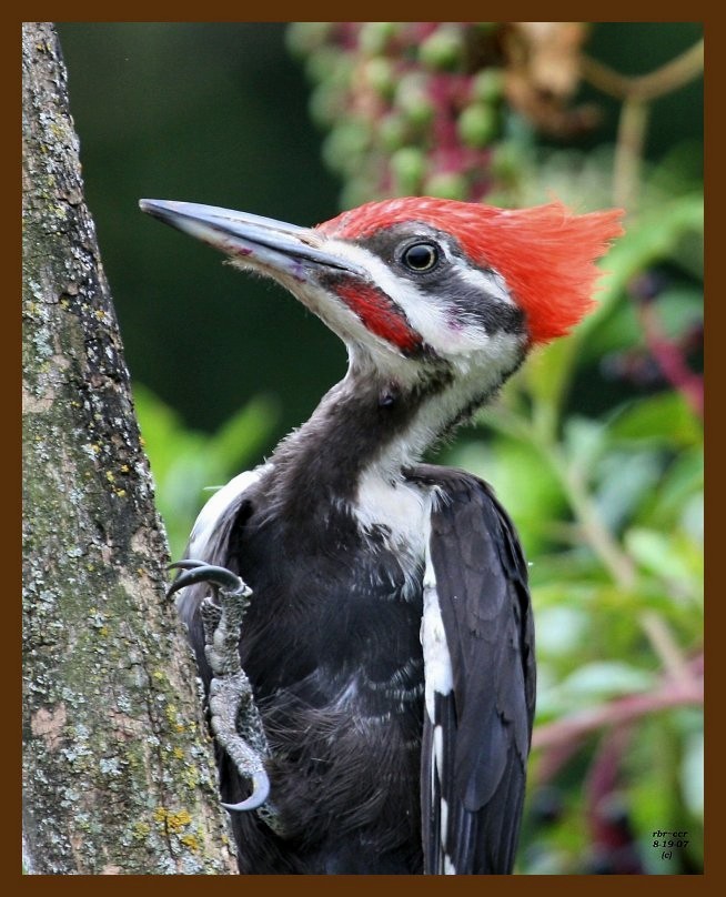 pileated woodpecker 8-19-07 4c4b.jpg