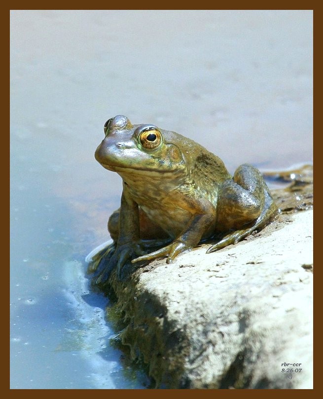 bullfrog 8-26-07 4c1b.jpg