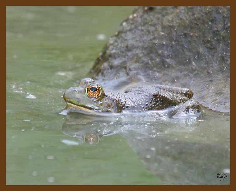 bullfrog 8-22-07 4c1b.jpg