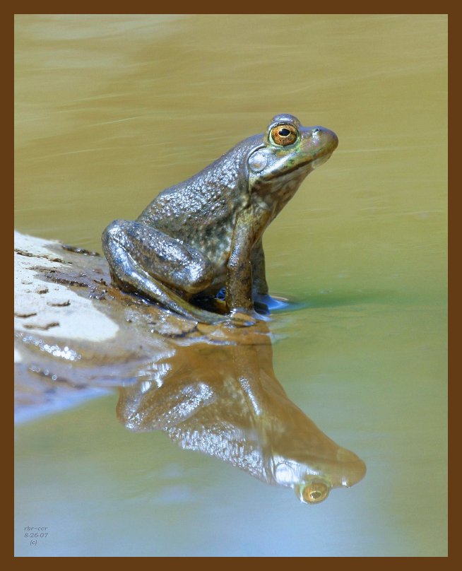 bullfrog 8-26-07 4c2b.jpg